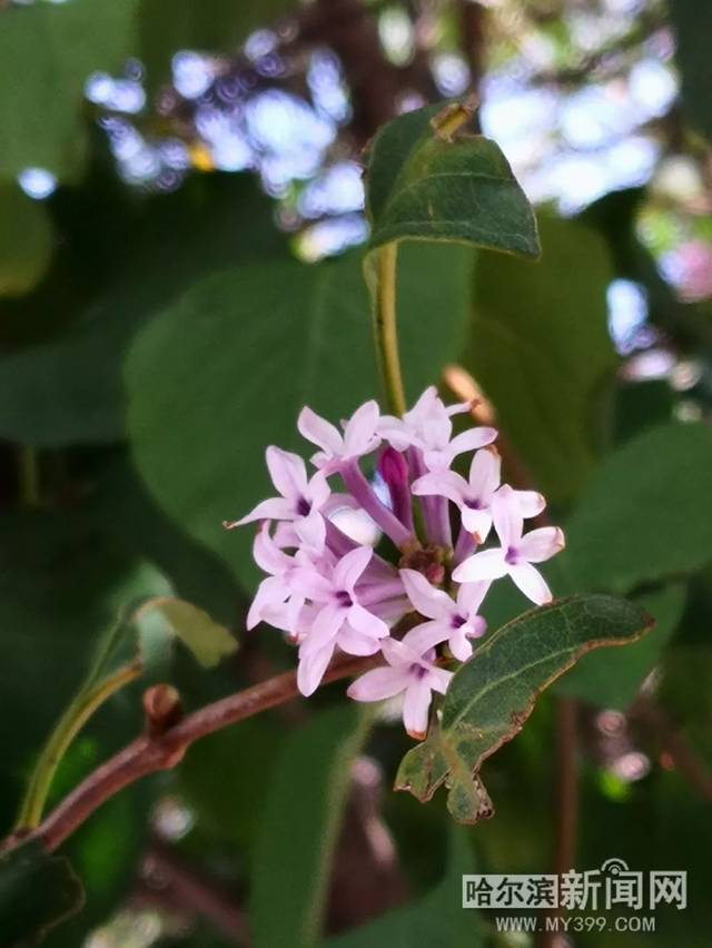 你是哪里人 推荐视频