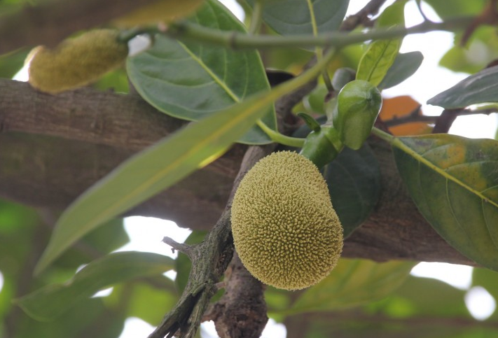 假证人 产品图片