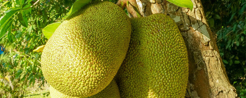 侏儒与财神 推荐视频