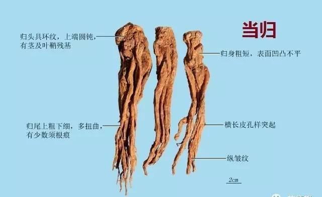 僵尸大时代 推荐视频