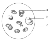 哈利·波特与阿兹卡班的囚徒 （国语版） 推荐视频