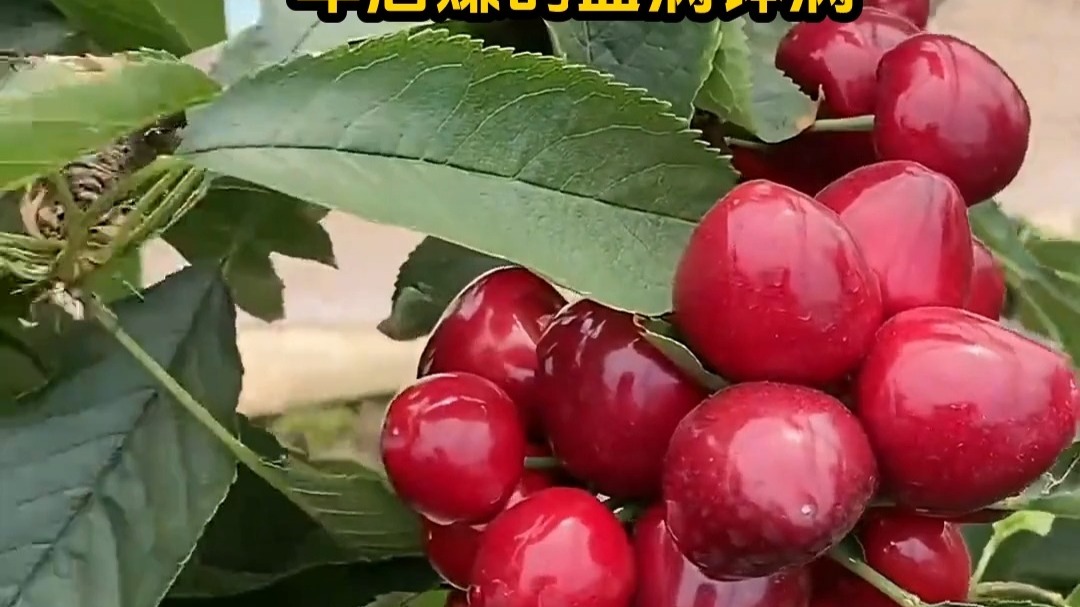 偷心响叮当 推荐视频