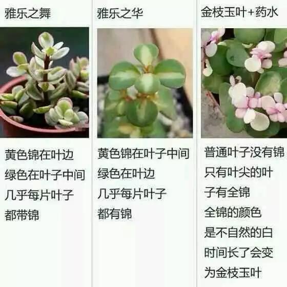 僵尸情人节 推荐视频