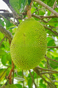 住在家里的杰夫 产品图片