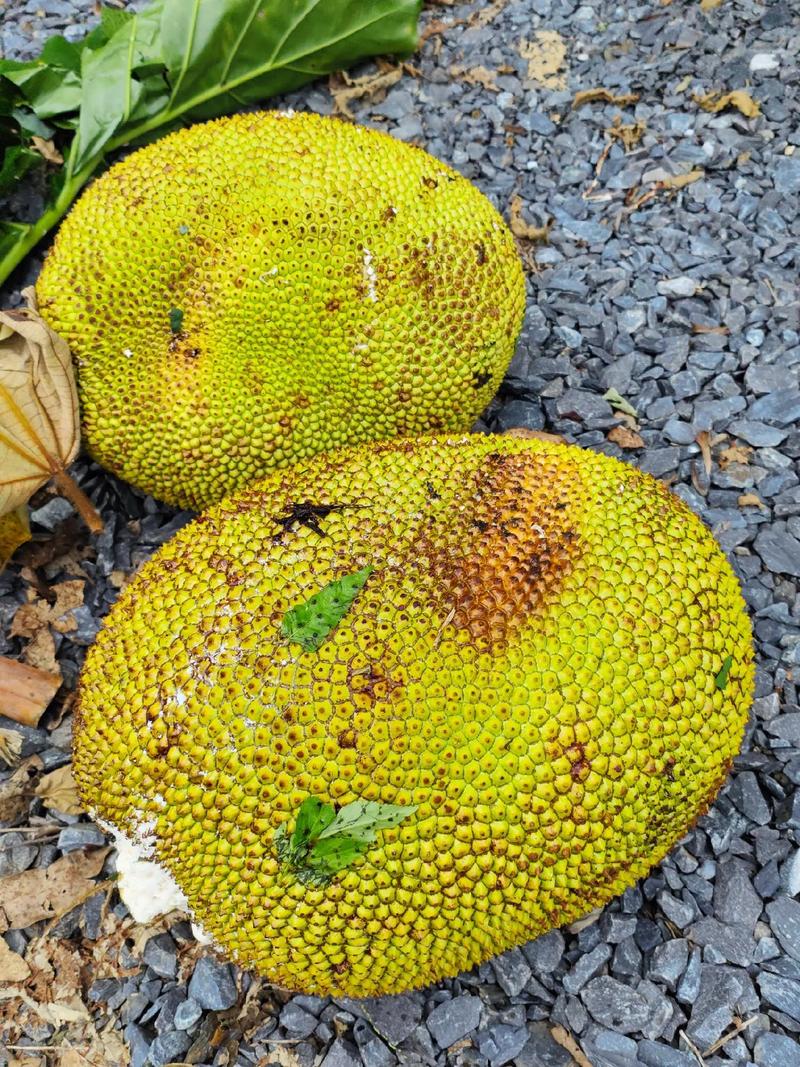 伯纳德行动（国语版）