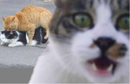 倚天屠龙记之九阳神功（粤语） 推荐视频