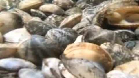 冲锋号 推荐视频