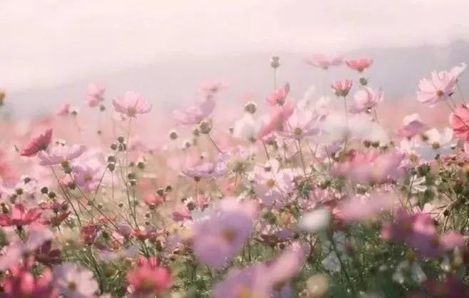 侦探韩森 推荐视频