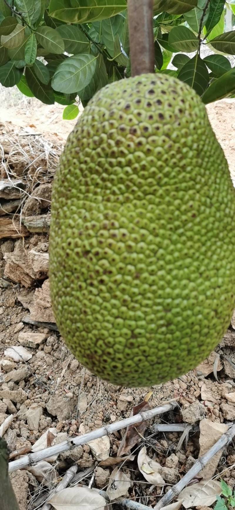 借命人 视频封面