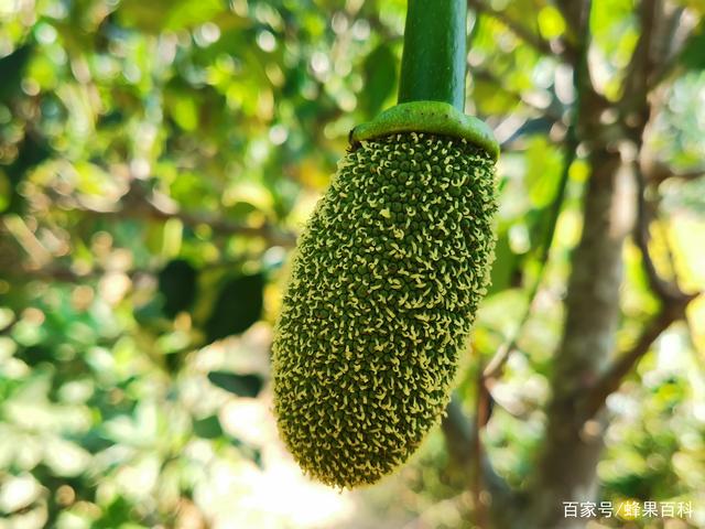 偷摩托车的人 视频主图