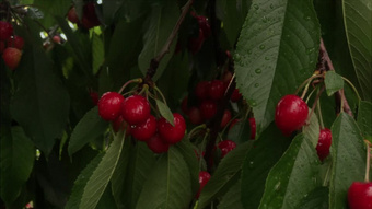 傀儡人 推荐视频