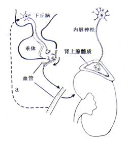 你的名字。 视频主图