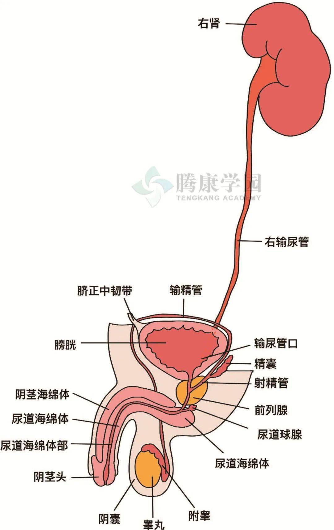 呆佬拜寿（粤语版） 推荐视频