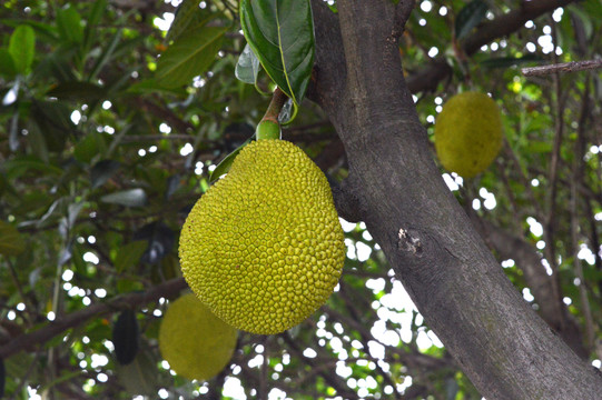 使徒行者 视频主图