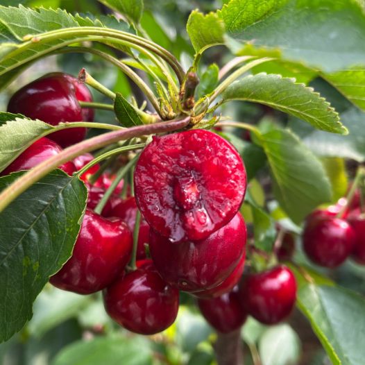 危险吸引 推荐视频