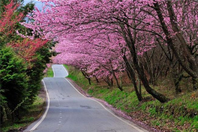 何日君再来 产品图片