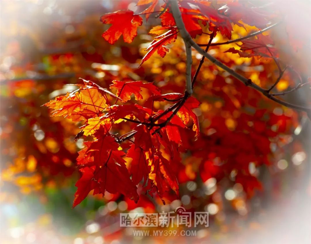 倒霉日 推荐视频