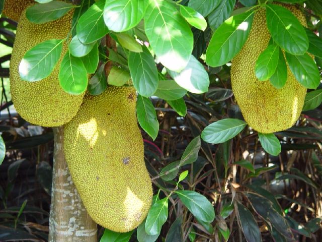 冒牌货 推荐视频