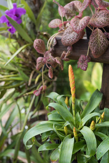 傀儡人 产品图片