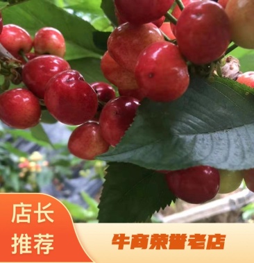 你是我的牵挂 推荐视频