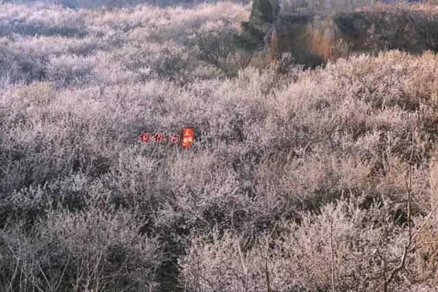 冤情必报 视频封面